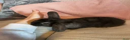 Mixed Breed rabbits for sale: Baby rabbits for sale ready now in Redditch - Advert 2