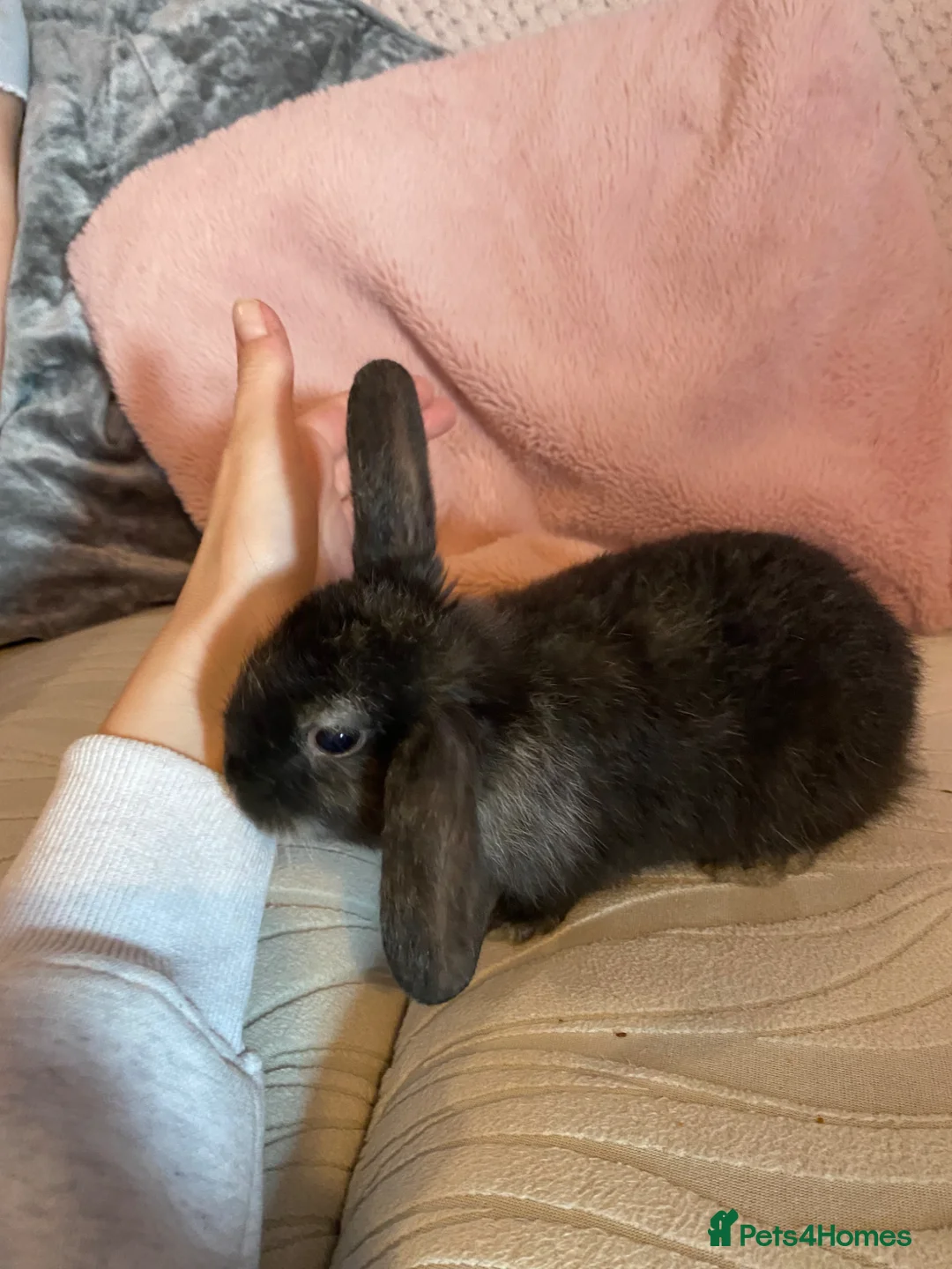 Mixed Breed rabbits for sale: Baby rabbits for sale ready now in Redditch - Advert 2