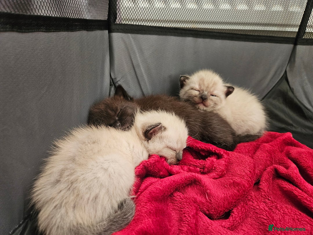 British Shorthair cats for sale: 5 Beautiful Short British haired Kittens  - Image 17
