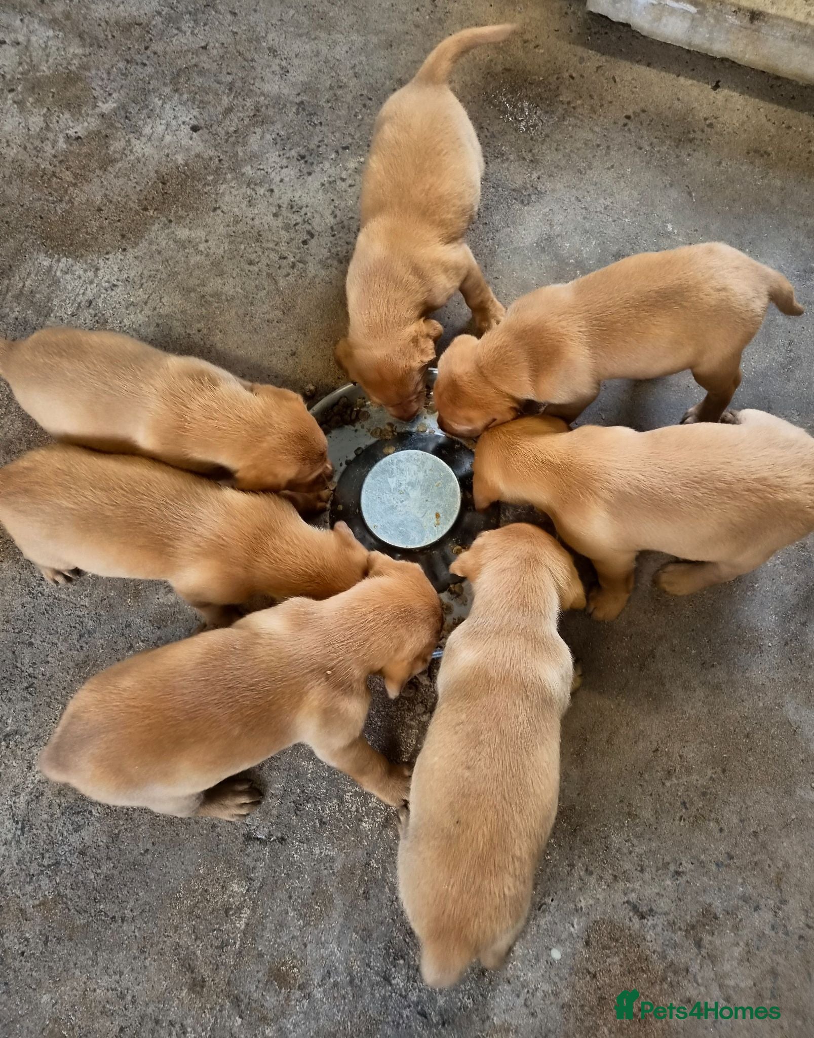 Labrador Retriever dogs KC Fox Red Labrador Puppies  - Advert 2