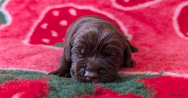 Cockerdor dogs - Advert 12