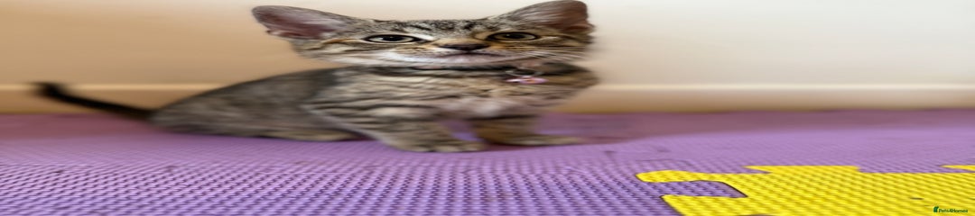 Kira