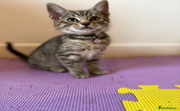 Domestic Shorthair cats - Advert 1