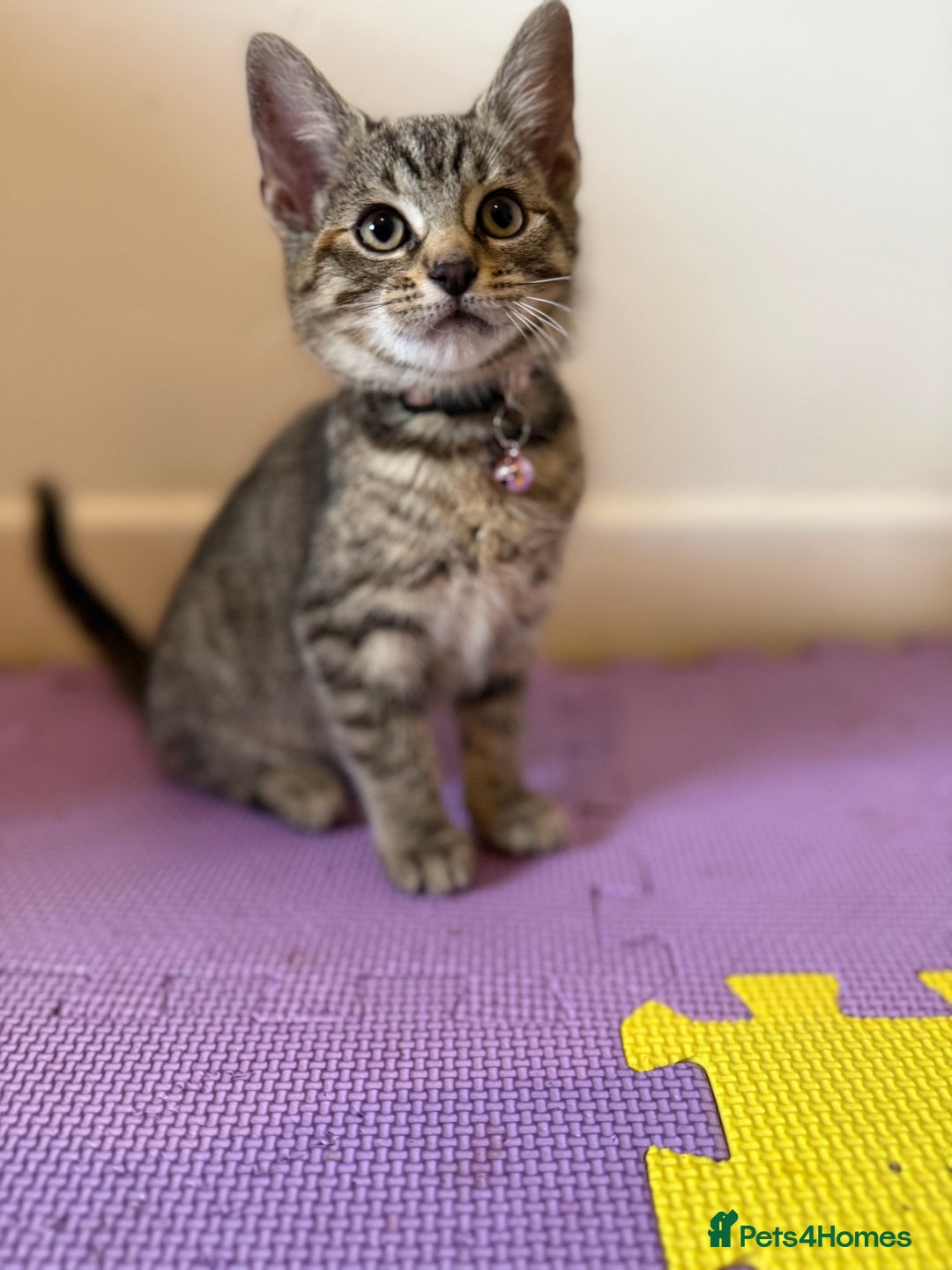 Domestic Shorthair cats for sale: 5 Kittens Looking For A Good Home - Image 1