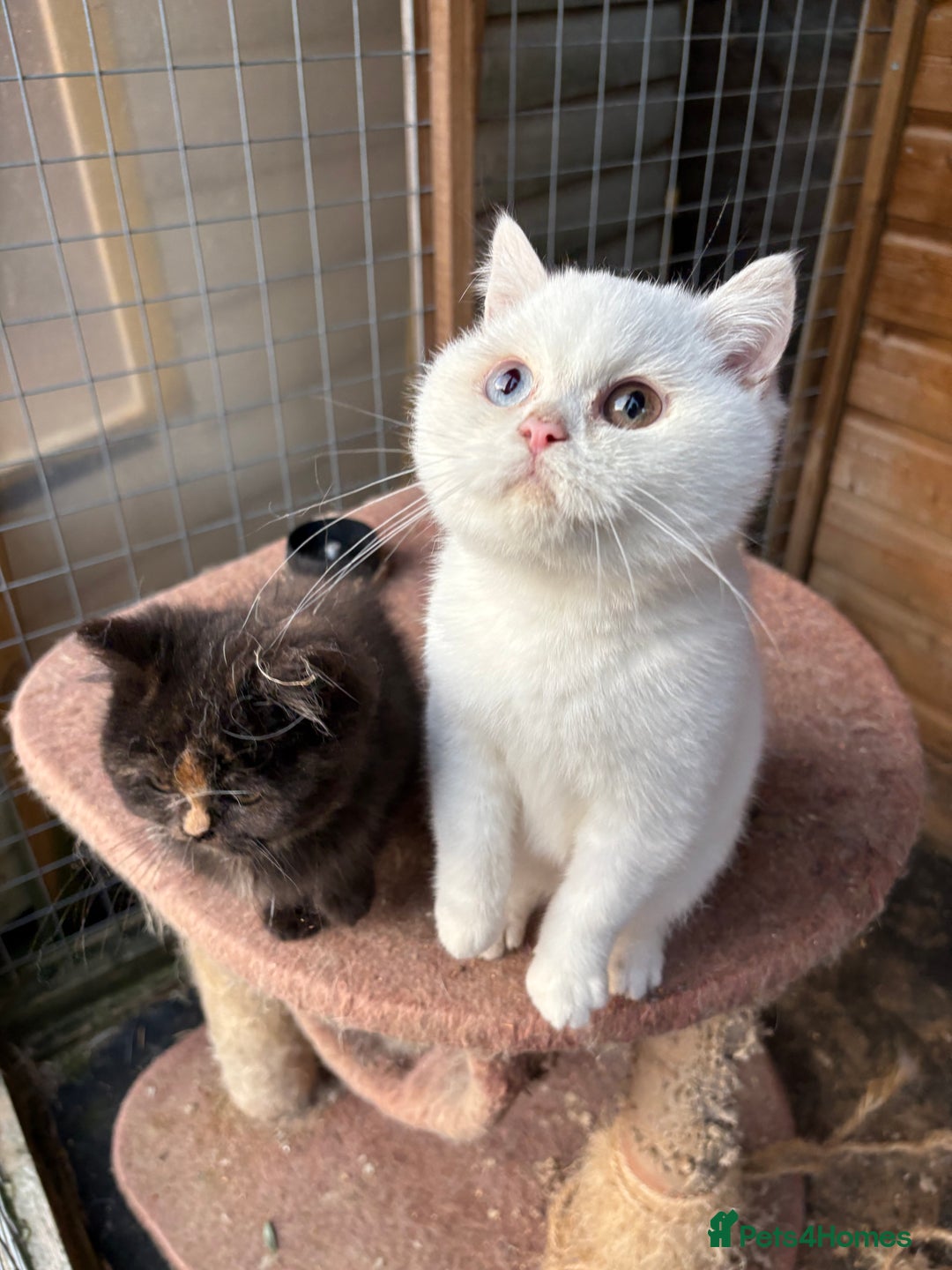British Shorthair cats for sale: British Shorthair kittens - Image 3