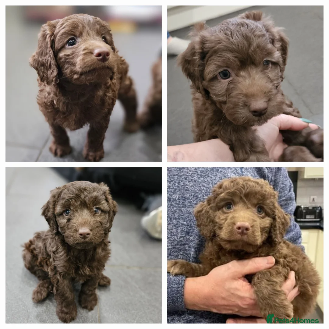 Cockapoo dogs for stud: *PROVEN* DNA Health Tested Chocolate Cockapoo STUD in Manchester - Advert 14
