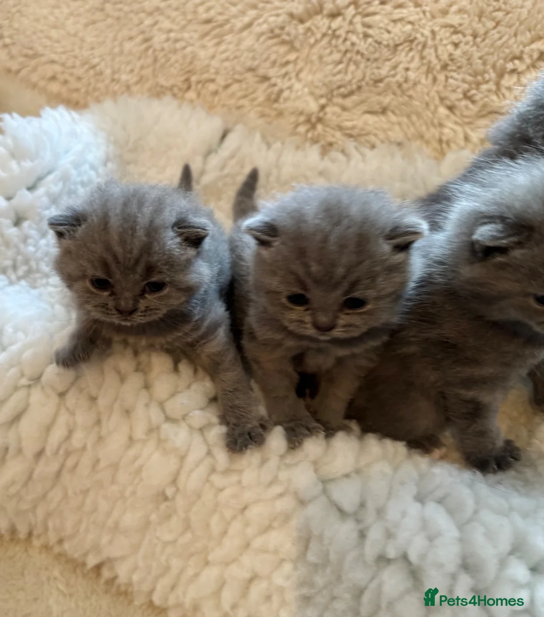 British Shorthair cats for sale: GCCF BSH Blue Kittens – Enquiries Now Open in Uckfield - Advert 1