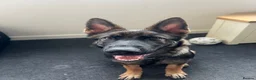 German Shepherd dogs for sale: 18 Week Old German Shepherd Female Puppy - Advert 2