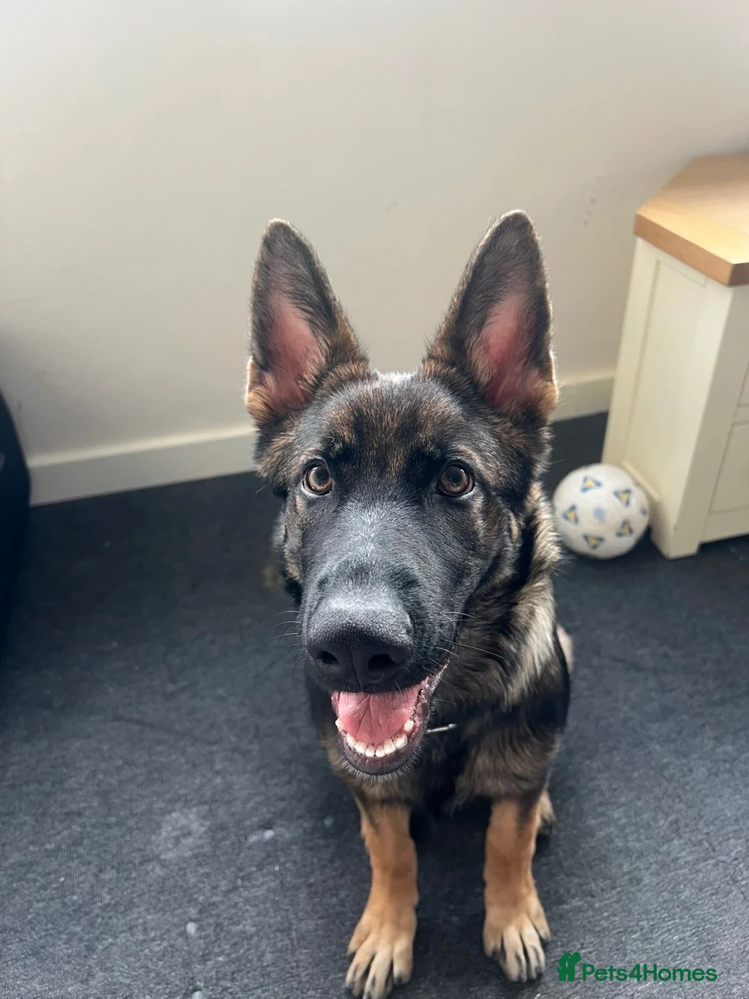 German Shepherd dogs for sale: 18 Week Old German Shepherd Female Puppy - Advert 2