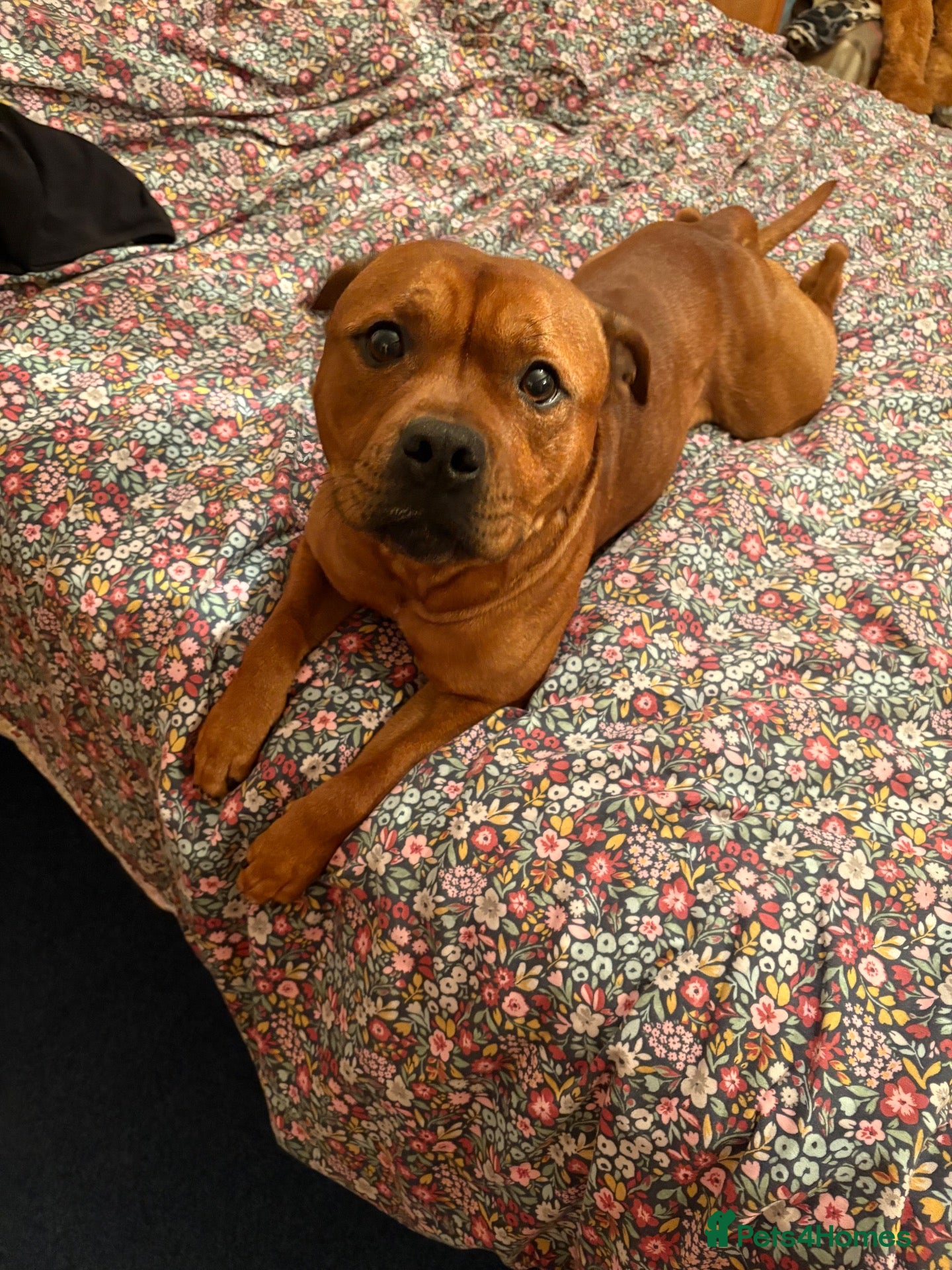 Staffordshire Bull Terrier dogs Stunning Red Staffordshire Bull Terrier (male) - Advert 2
