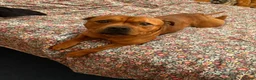 Staffordshire Bull Terrier dogs for sale: Stunning Red Staffordshire Bull Terrier (male) in Chesterfield - Advert 2