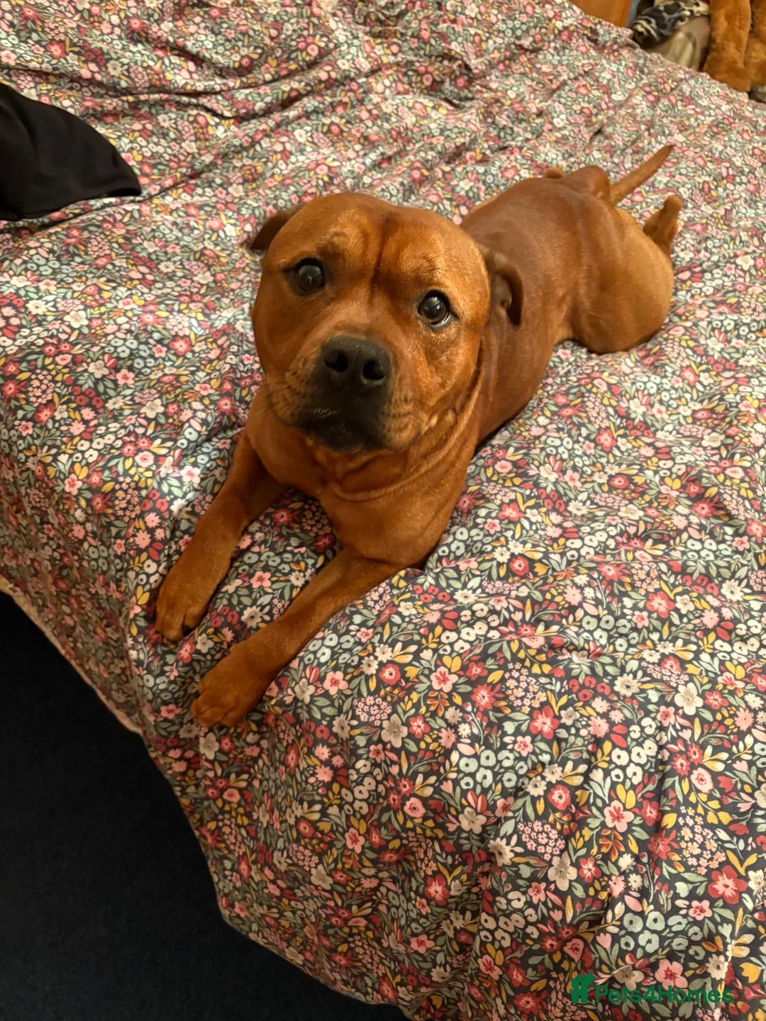 Staffordshire Bull Terrier dogs for sale: Stunning Red Staffordshire Bull Terrier (male) in Chesterfield - Advert 2