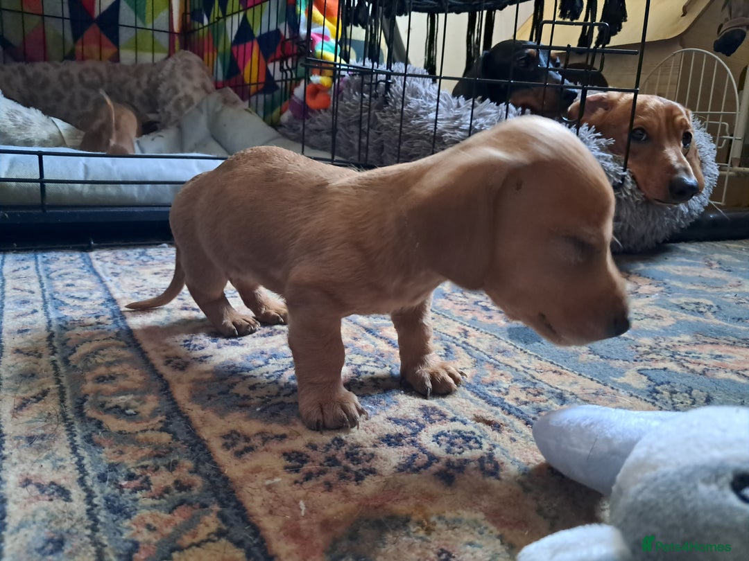Miniature Dachshund dogs for sale: Miniature dachshund puppies  - Advert 3