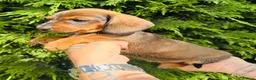 Miniature Dachshund dogs for sale: True to breed these little dachshunds  - Advert 7