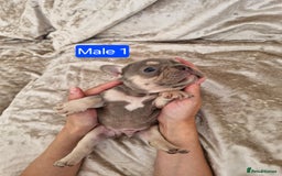 French Bulldog dogs for sale: French Bulldog Puppies  - Image 9