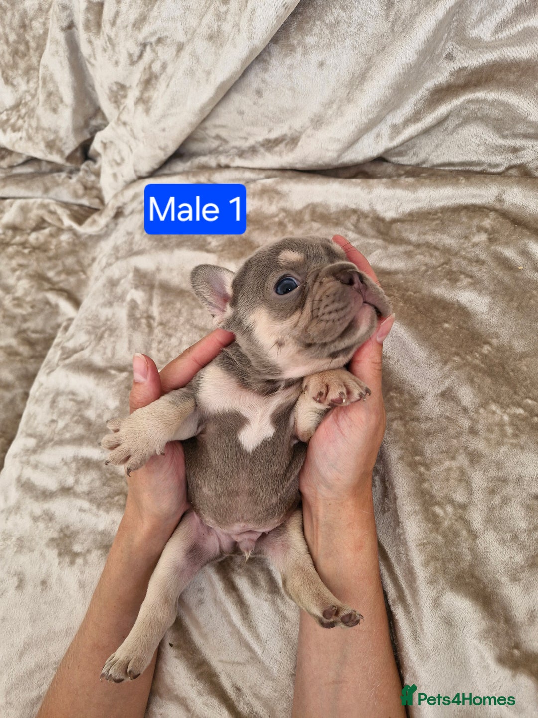 French Bulldog dogs for sale: French Bulldog Puppies  - Image 9