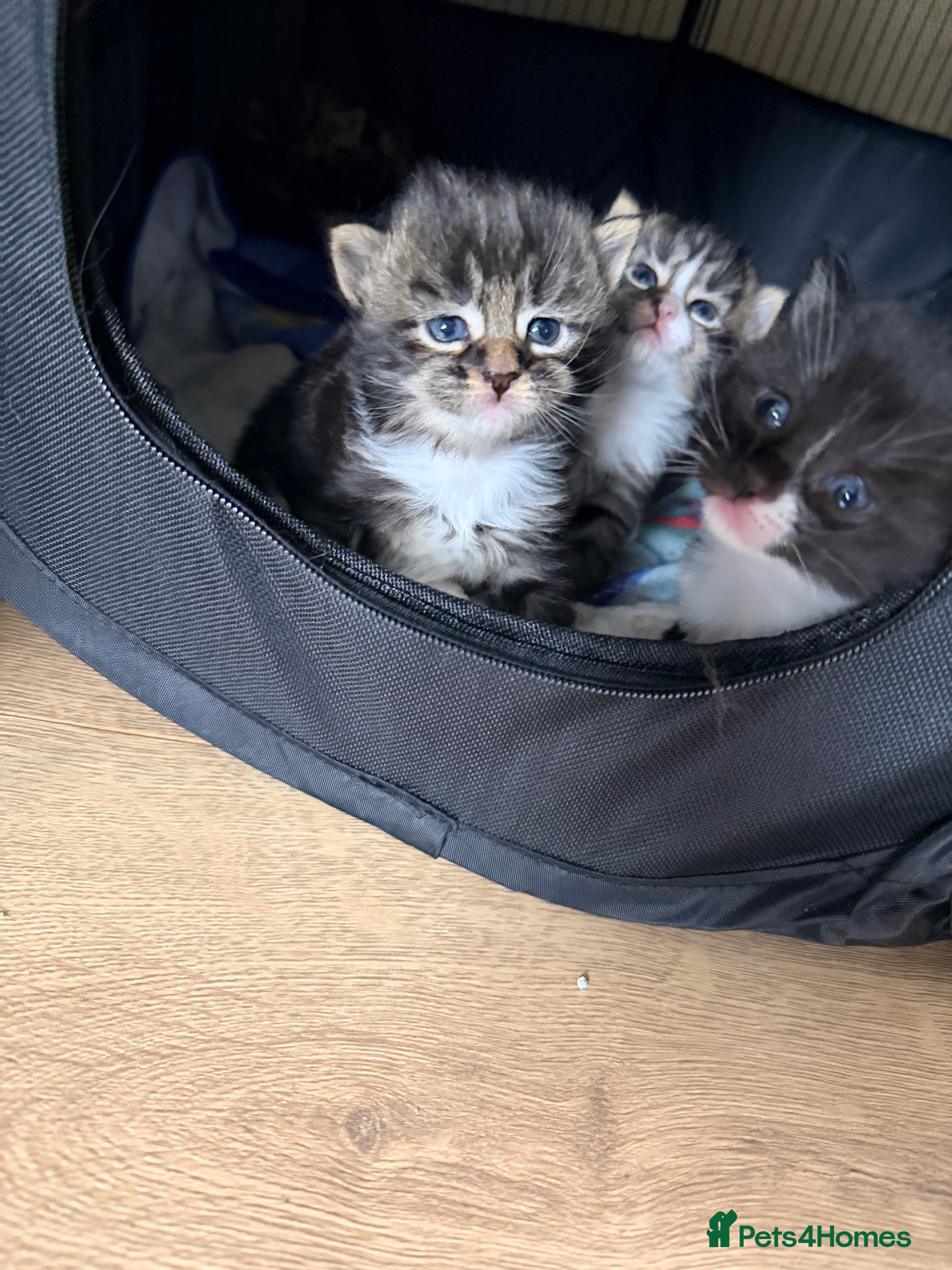 Maine Coon cats Mainecoon kittens tabby girl and boys  - Advert 8