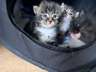 Maine Coon cats Mainecoon kittens tabby girl and boys - Advert 8