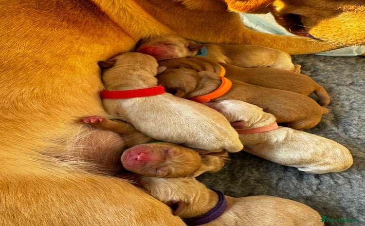Labrador Retriever dogs - Advert 6