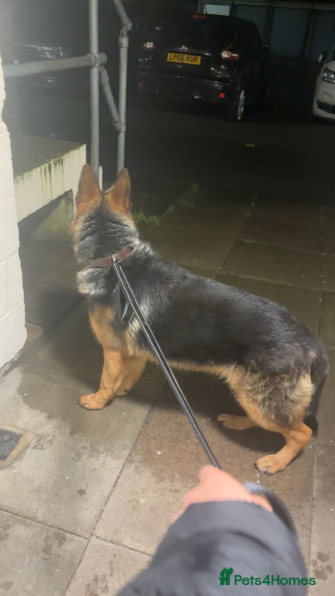 German Shepherd dogs for sale: Long Hair German Shepherd- Female 9 months  - Advert 2