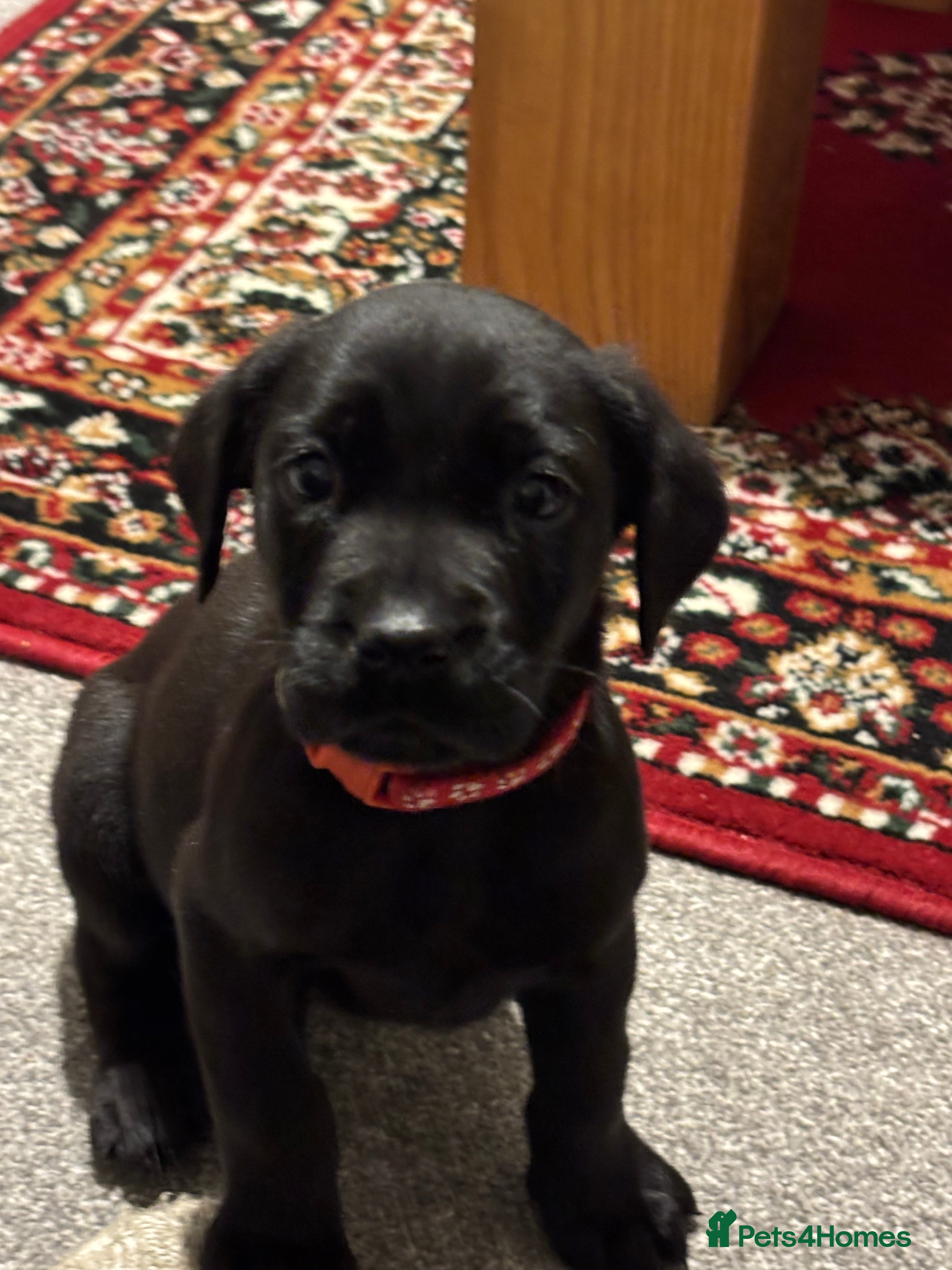 Labrador Retriever dogs 🌟1 black bitch left change of circumstances🌟 - Advert 5