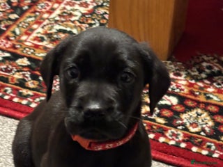 Labrador Retriever dogs 🌟1 black bitch left change of circumstances🌟 - Advert 2