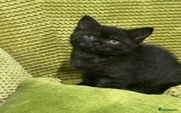 Scottish Fold cats for sale: Scottish fold/ Scottish striaght kittens  - Image 9
