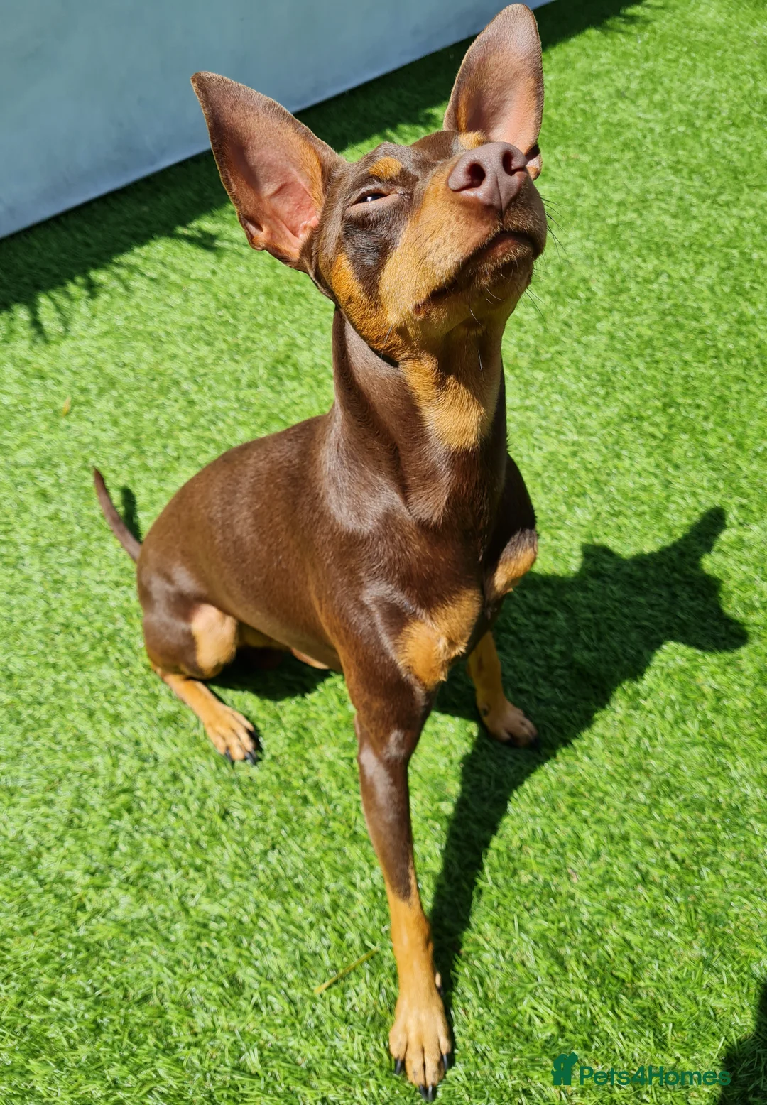 Miniature Pinscher dogs for stud: KC Registered miniature pinscher for stud  in Bolton - Advert 5