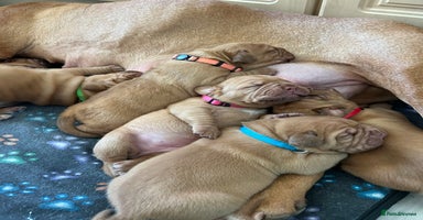 Dogue De Bordeaux dogs - Advert 4