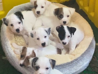 Parson Russell dogs KC Reg Champion lineage Puppys - Advert 8