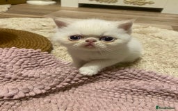 Exotic cats for sale: Outstanding exotic kittens  - Image 21