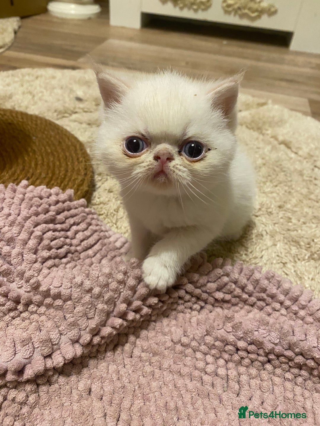 Exotic cats for sale: Outstanding exotic kittens  - Image 21