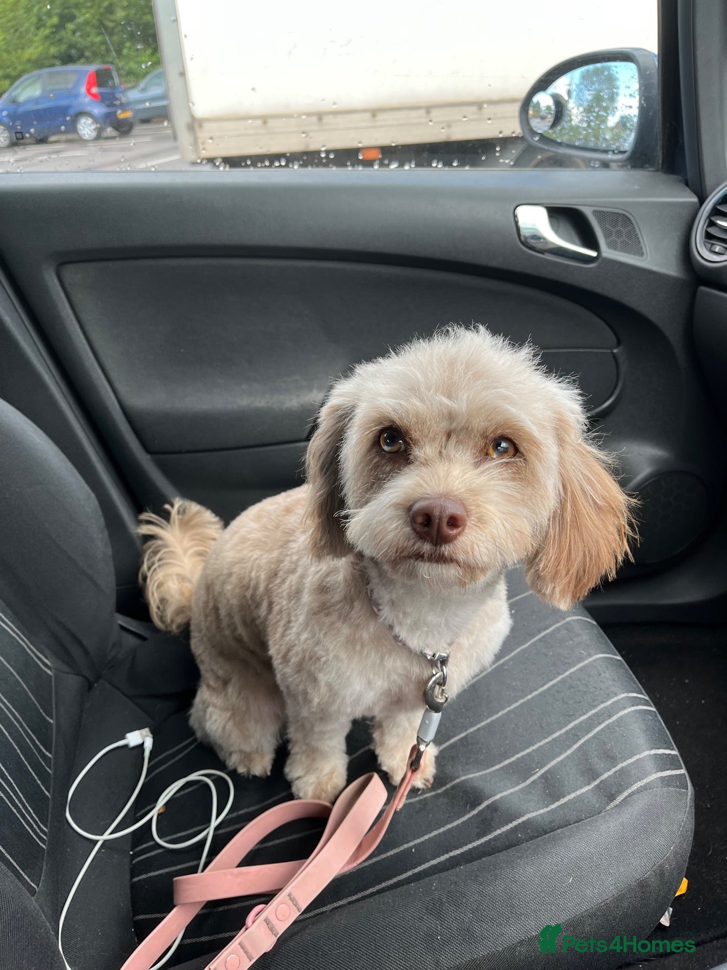 Cockapoo dogs 2 year old miniature cockapoo  - Advert 2
