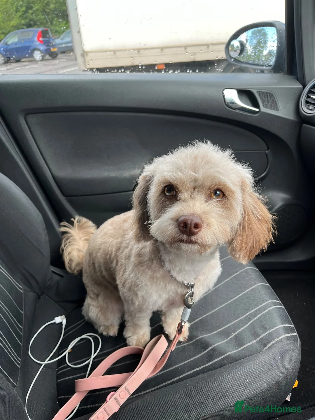 Cockapoo dogs for sale: 2 year old miniature cockapoo  in Bromsgrove - Advert 1