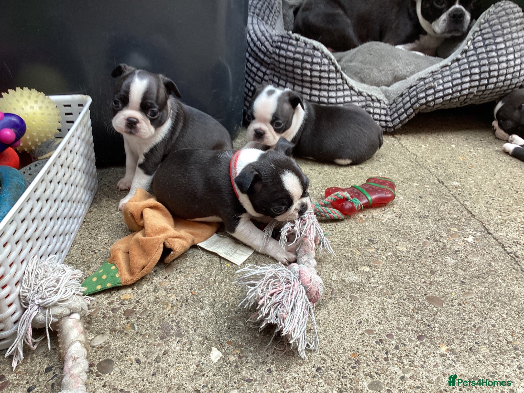 Boston Terrier dogs 5 BEAUTIFUL BOSTON TERRIER PUPPIES  - Advert 3