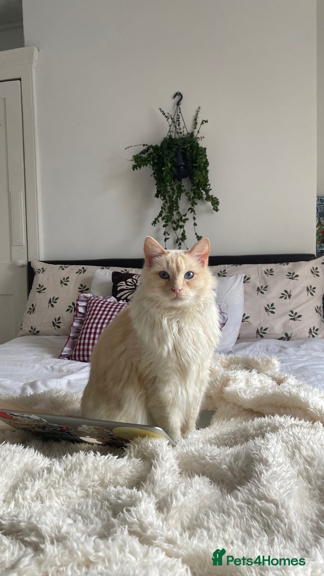 Ragdoll cats for sale: SWEET AND ENERGECTIC RAGDOLL BOY 💙 - Advert 2