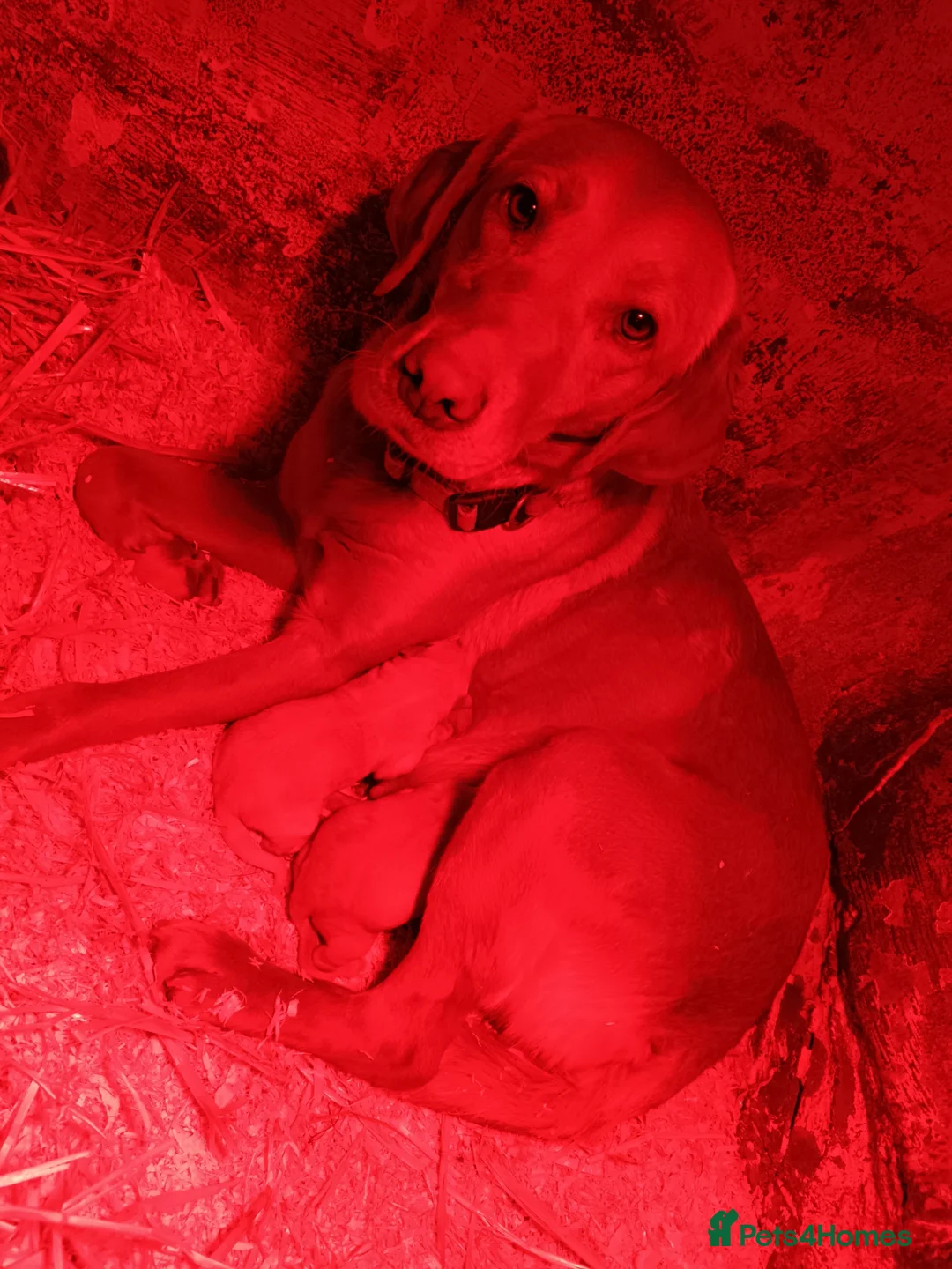 Labrador Retriever dogs for sale: 2 chunky fox red labs - Advert 7