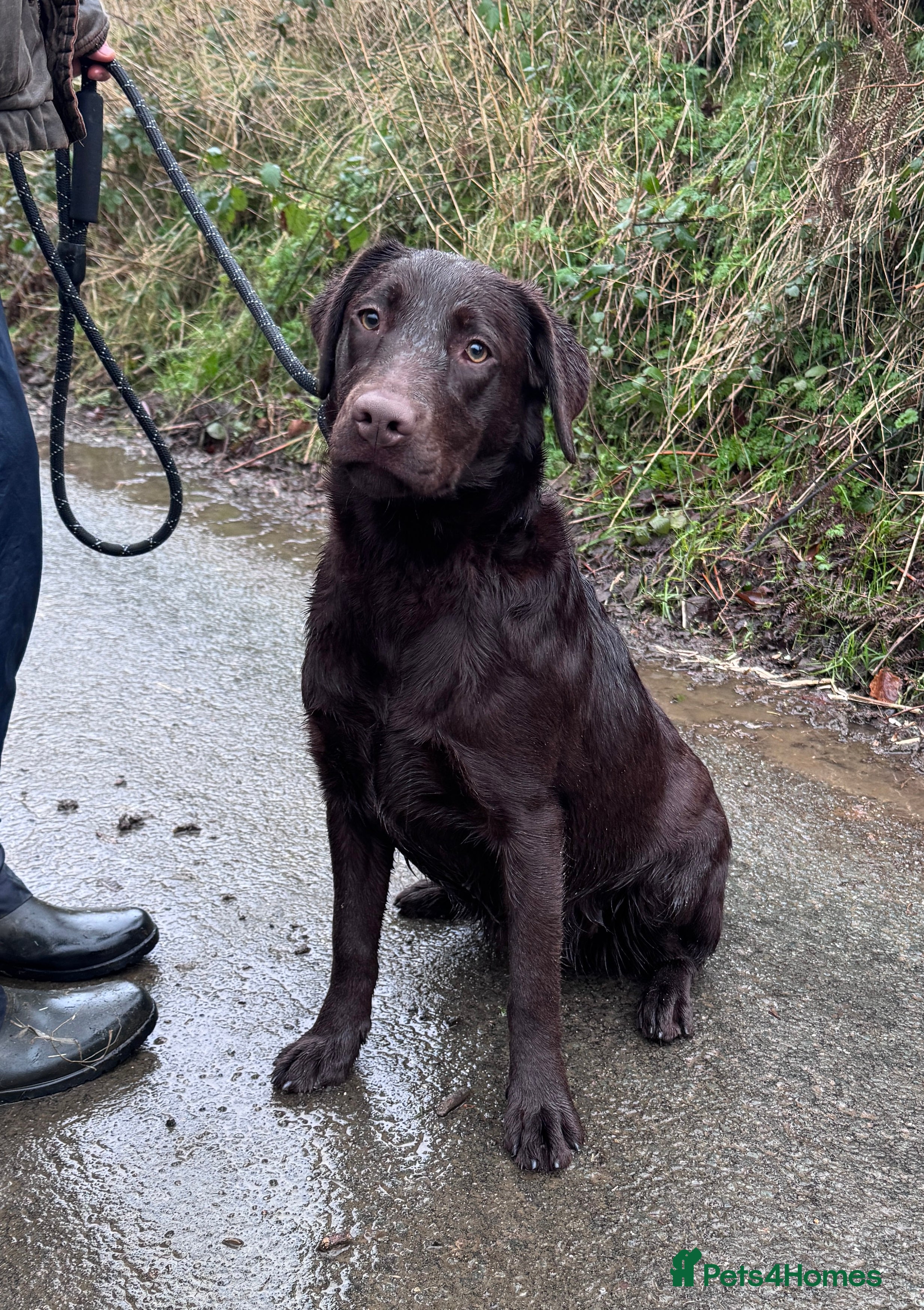 Labrador Retriever dogs KC Registered Chocolate Labrador Bitch - Advert 1
