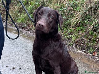 Labrador Retriever dogs KC Registered Chocolate Labrador Bitch - Advert 6