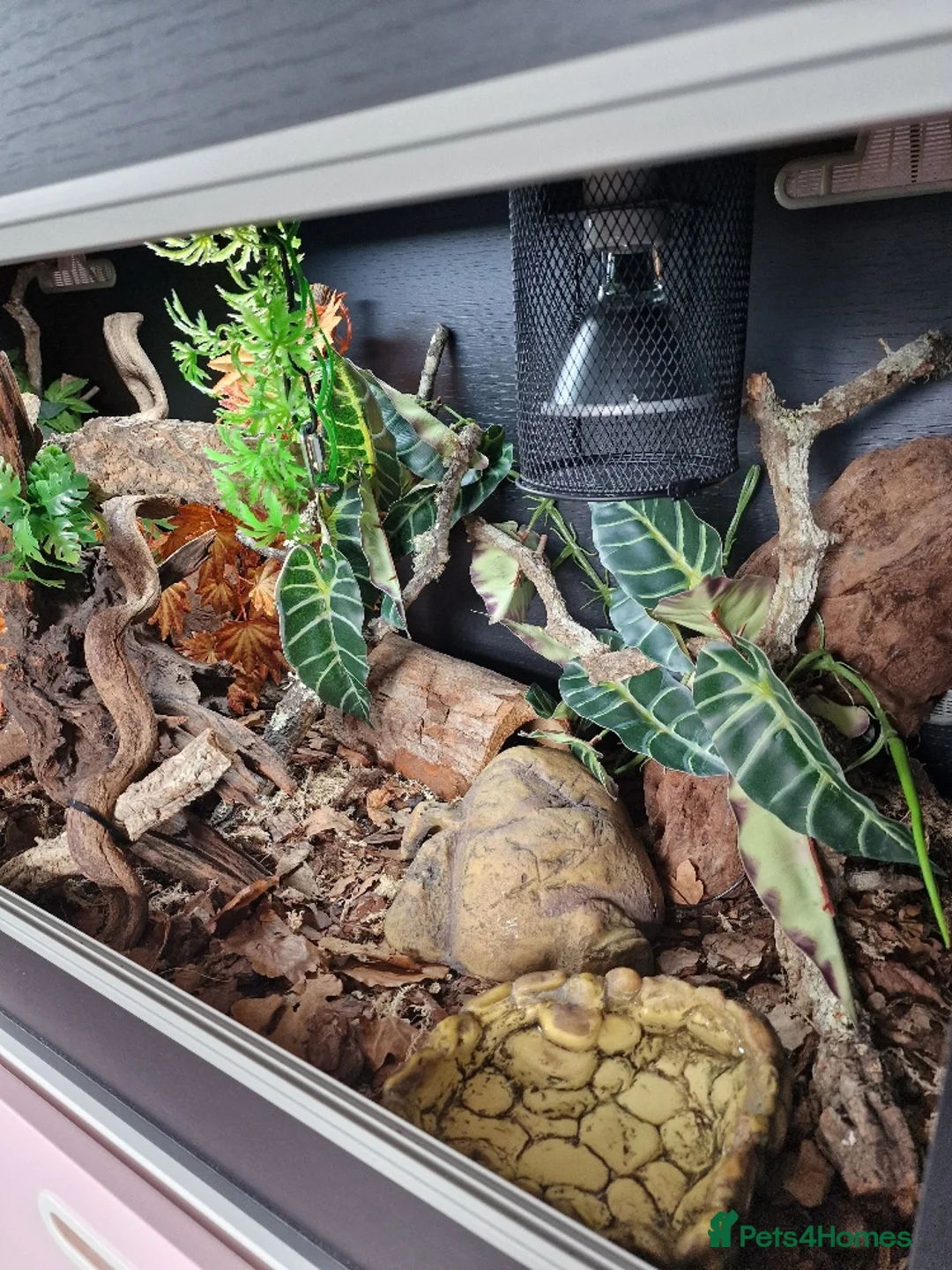 Python Snake reptiles for sale: Gorgeous Pied Male Royal Python with full set up - Advert 12