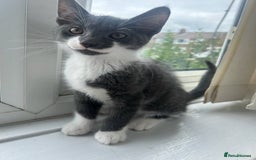 Mixed Breed cats for sale: Half Maine coon - Image 6