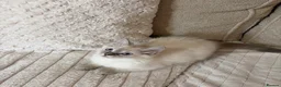Ragdoll cats for sale: Ready Now. GCCF Beautiful Ragdoll Kittens eg - Advert 10