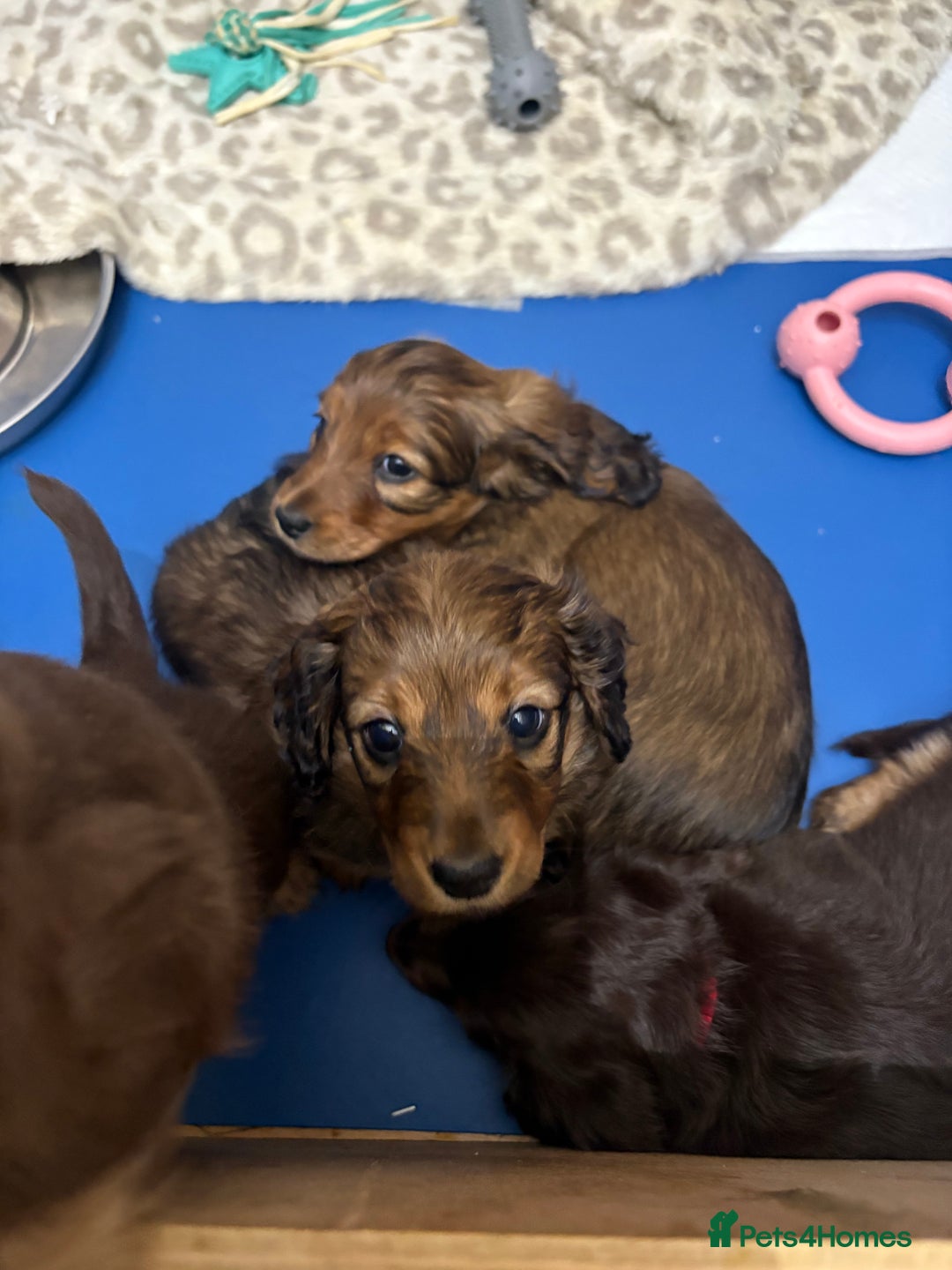 Dachshund dogs for sale: Dachshund puppies for sale  - Advert 6