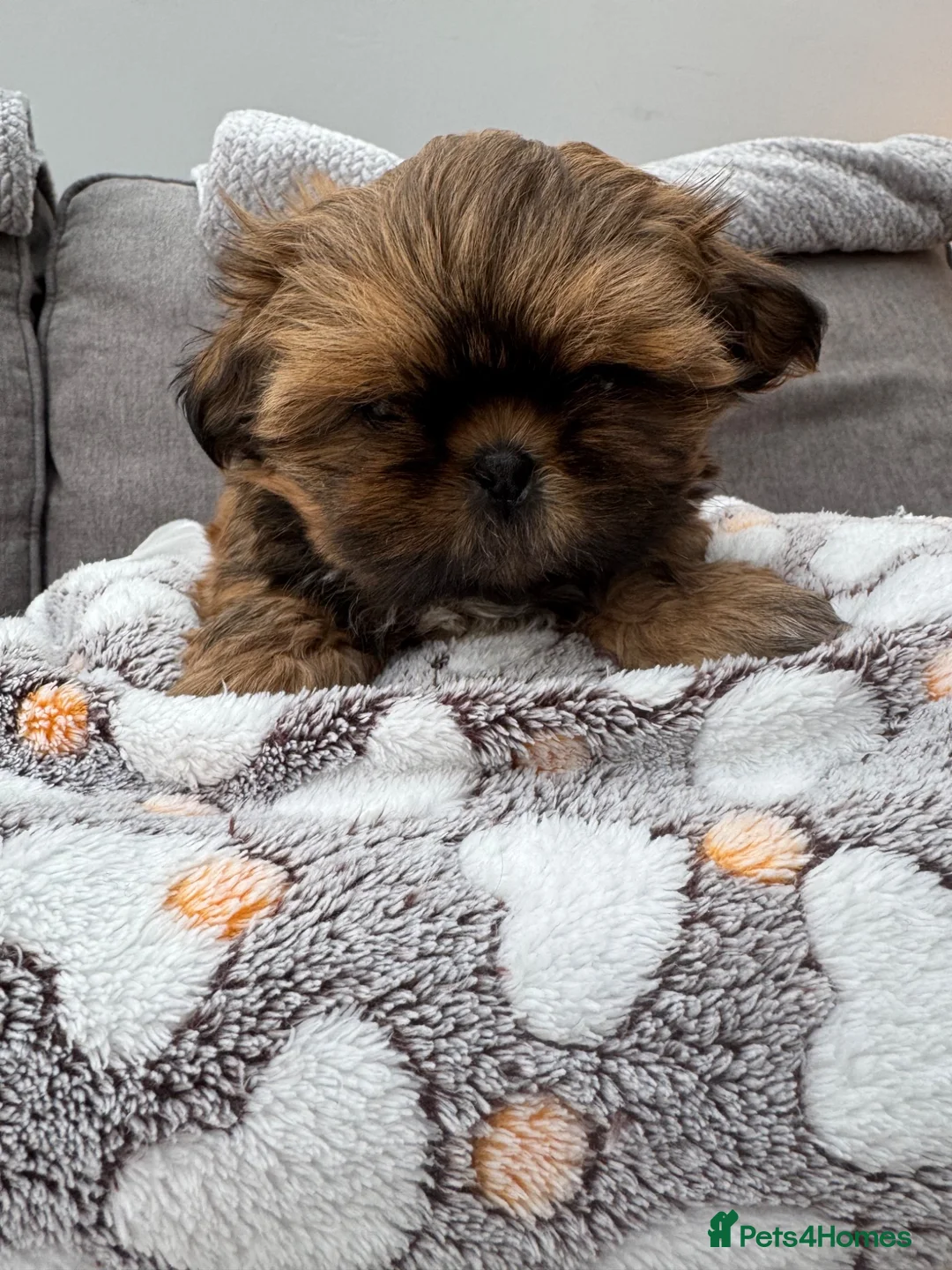 Shih Tzu dogs for sale: Tiny Shih Tzu puppies - Advert 5