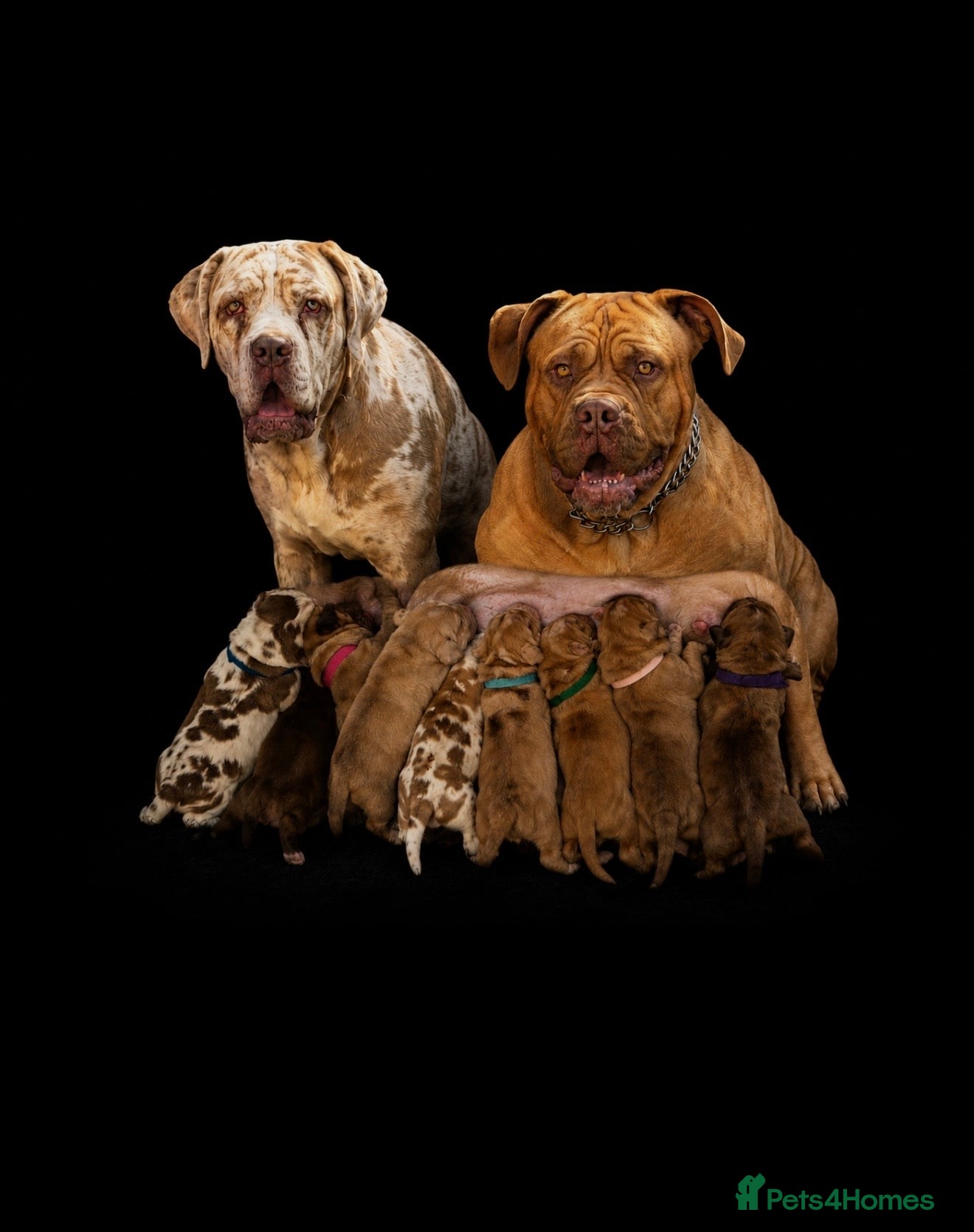 Cane Corso dogs ✨Amazing Merle cane corso x Bandog puppies ✨ - Advert 5
