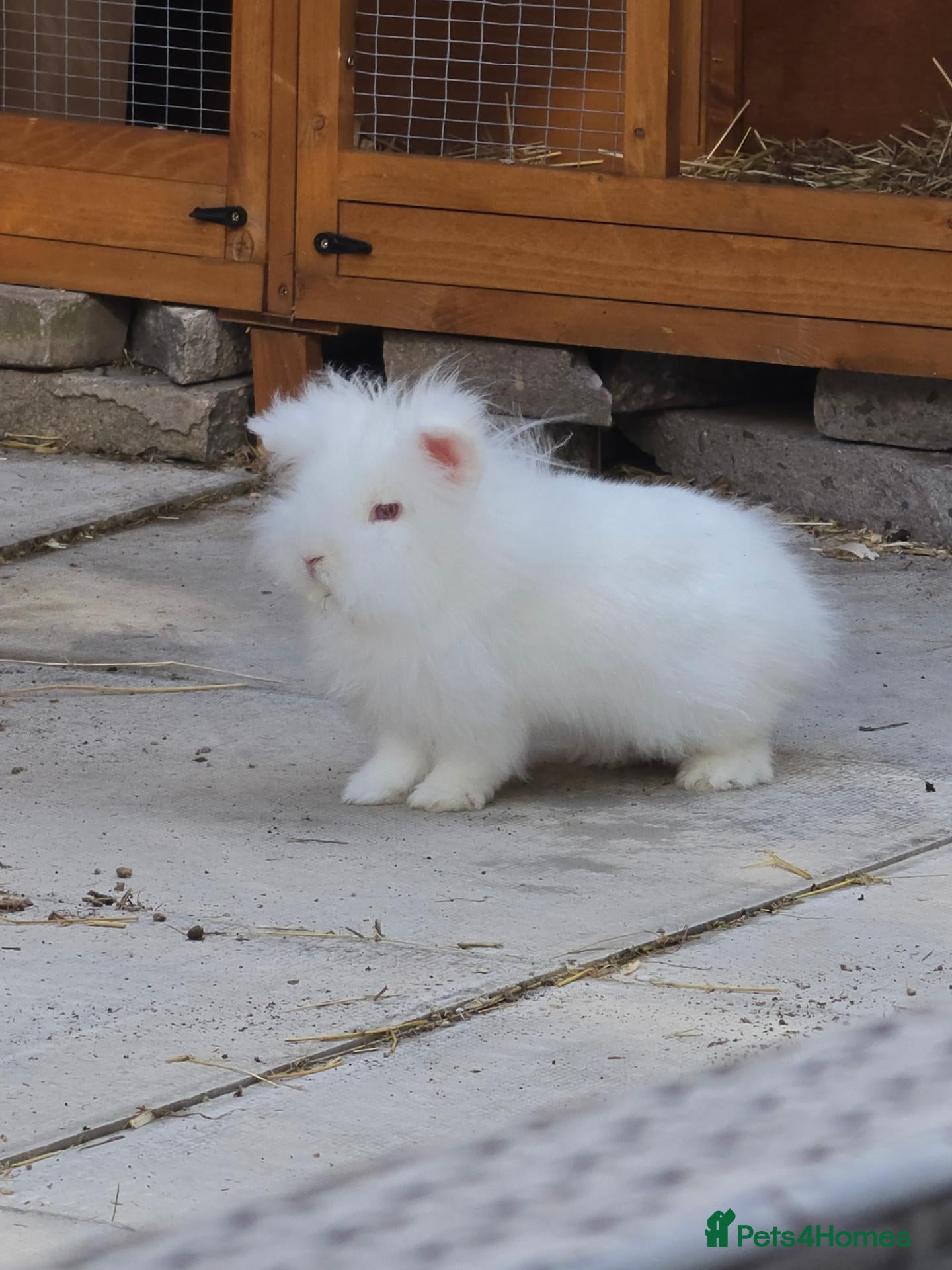 Lionhead rabbits Fluffy white lionhead rabbit - Advert 3