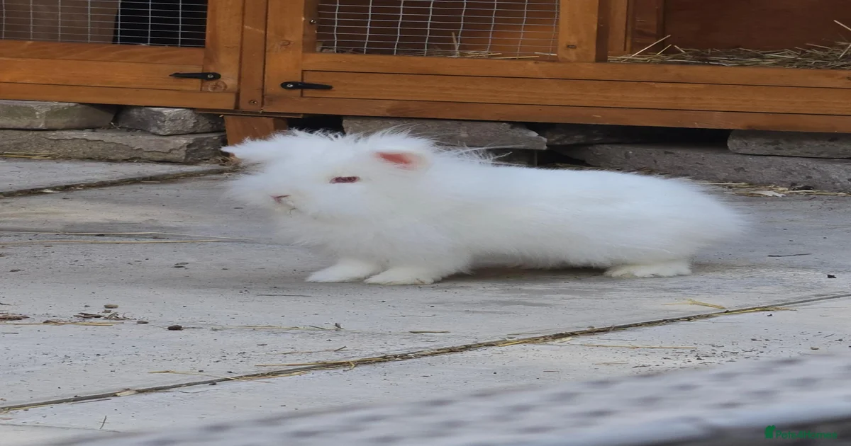 Fluffy Rabbits for Sale for sale | Pets4Homes