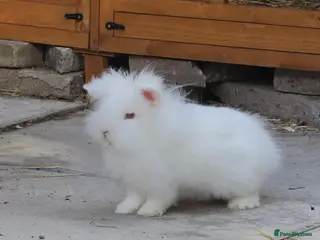 Lionhead rabbits Fluffy white lionhead rabbit - Advert 1