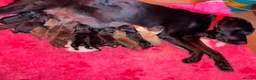 Labrador Retriever dogs for sale: Chocolate/Yellow/Black KC Reg Labrador Retrievers  - Advert 17
