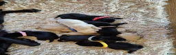 Labrador Retriever dogs for sale: Pedigree Labrador Puppies ready 10th September  - Advert 10